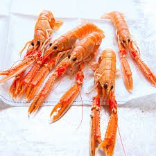 langoustine shrimp