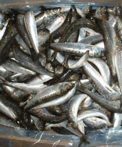 Sardine Fish